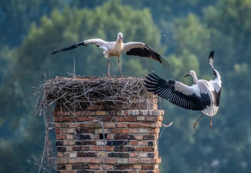Expert Chimney Animal Removal in La Mirada, CA Professional Chimney Animal Removal Services in La Mirada, California